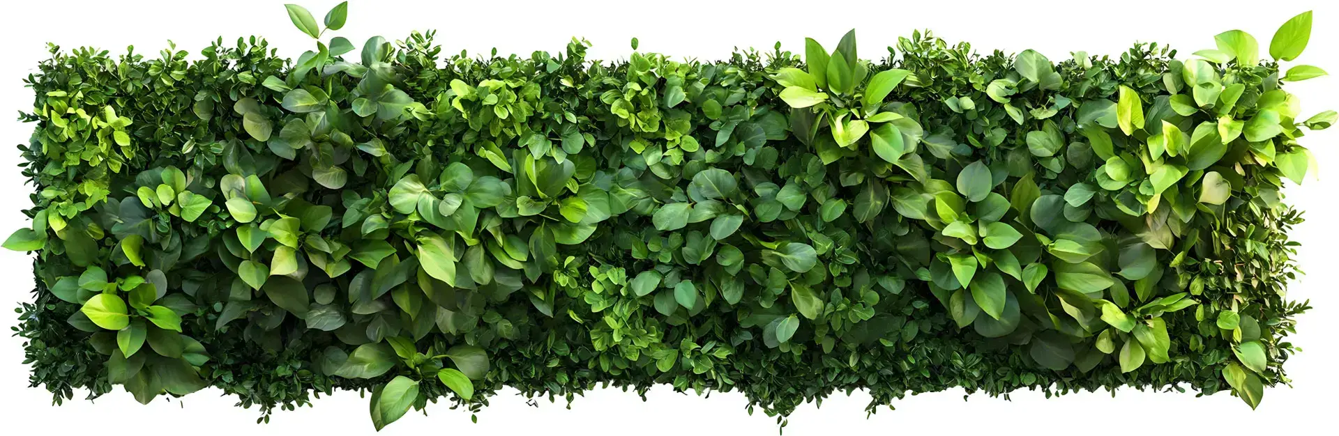 plant background