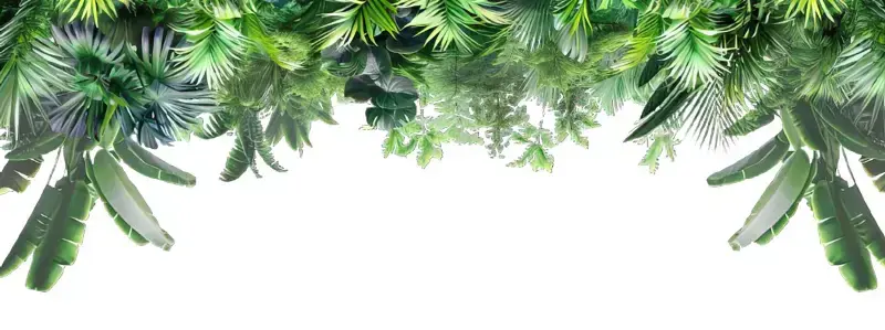 hanging plants